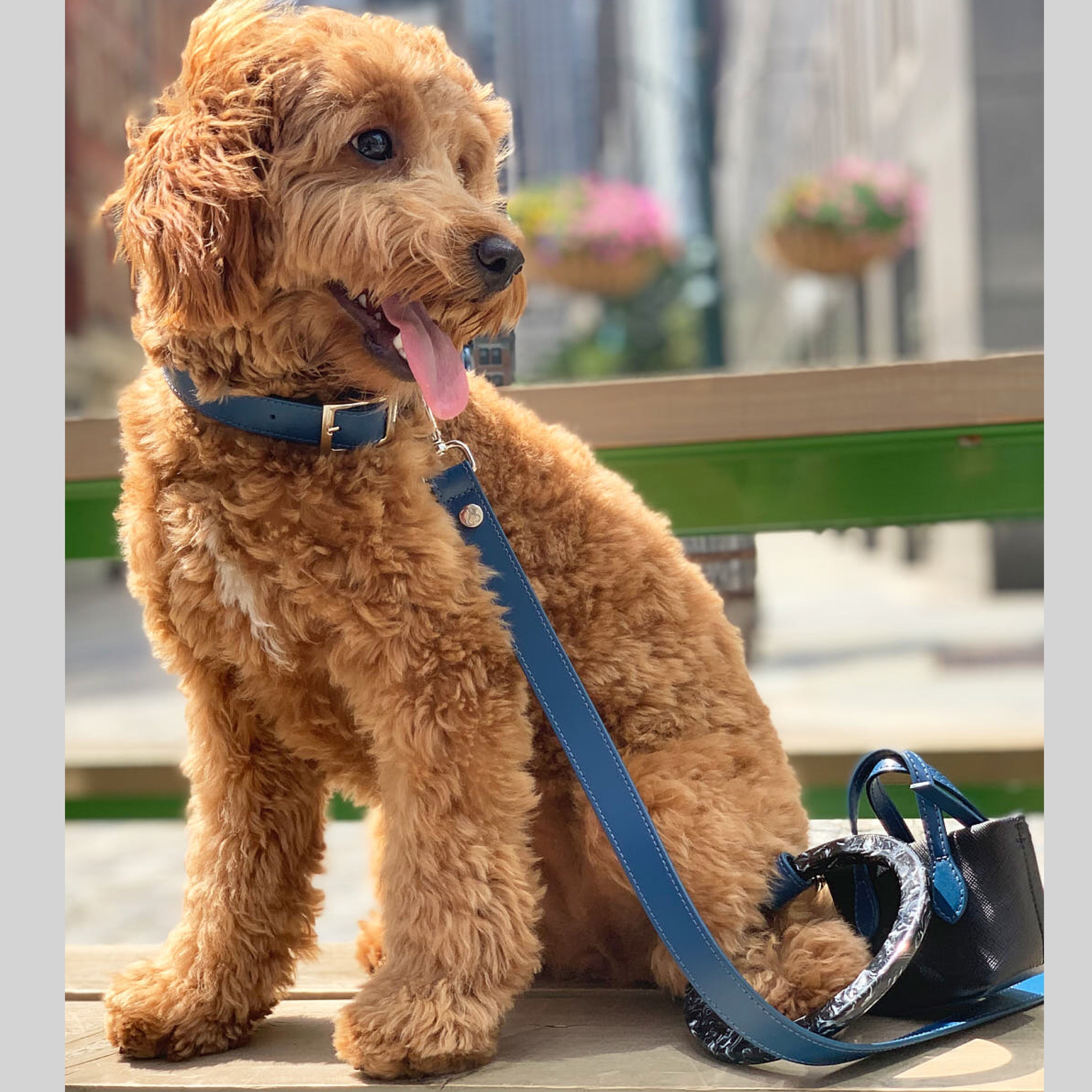 SHAYA スーザンリーシュ コバルト