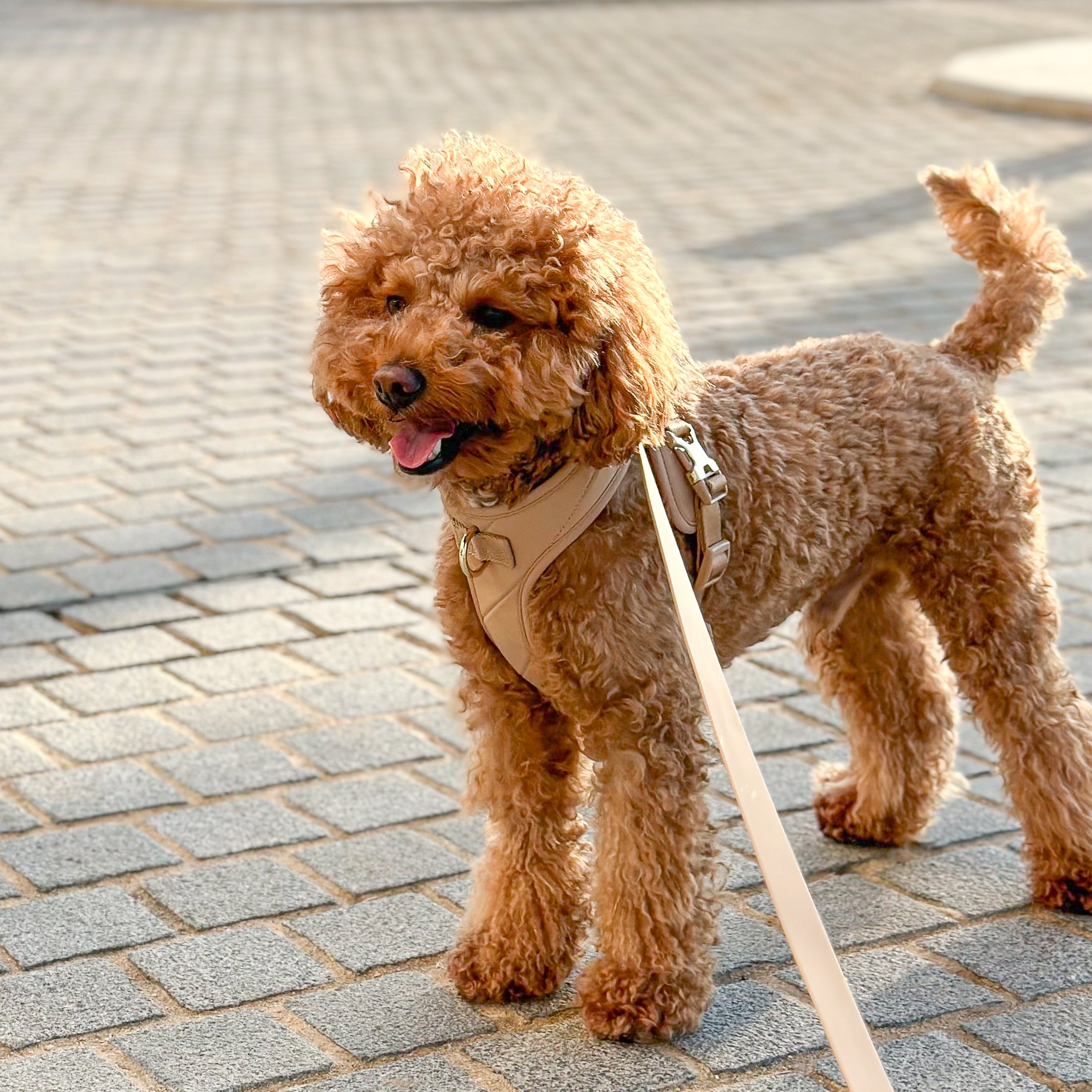 Roam Luxe Harness ベージュ