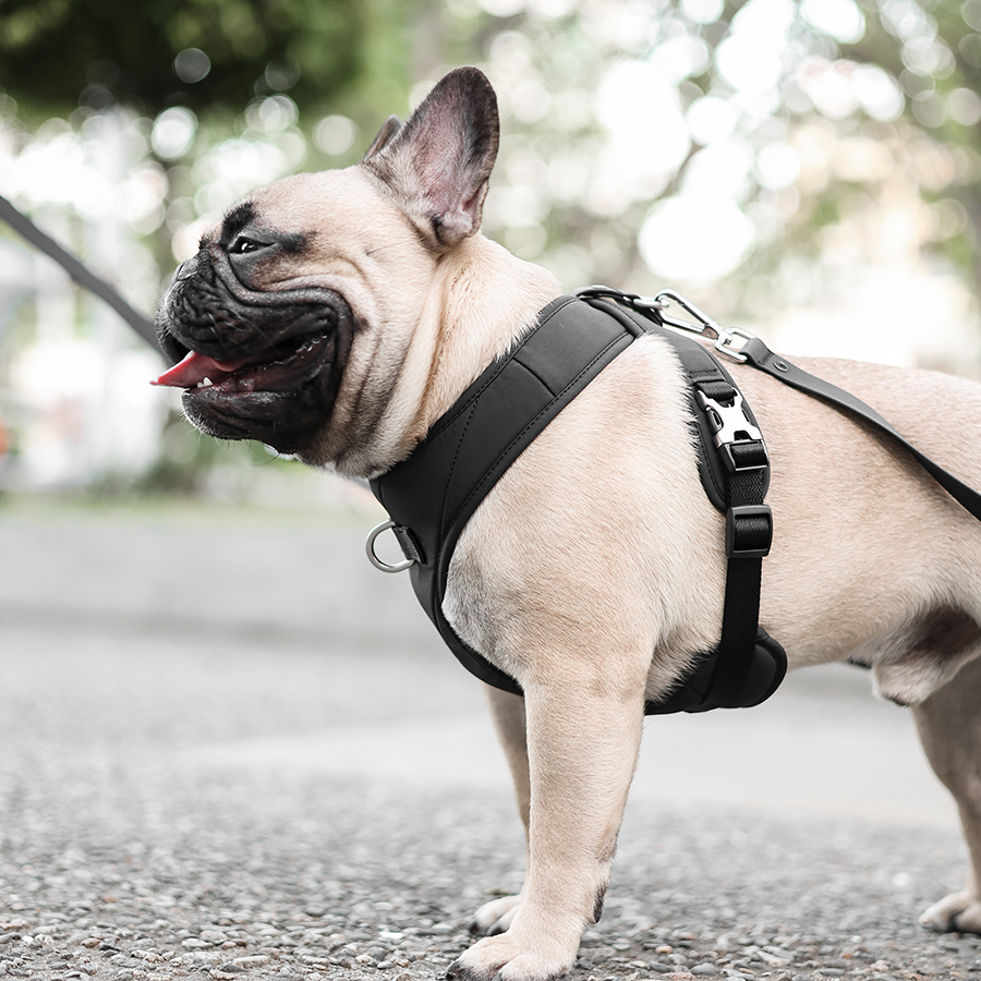 Roam Luxe Harness ブラック