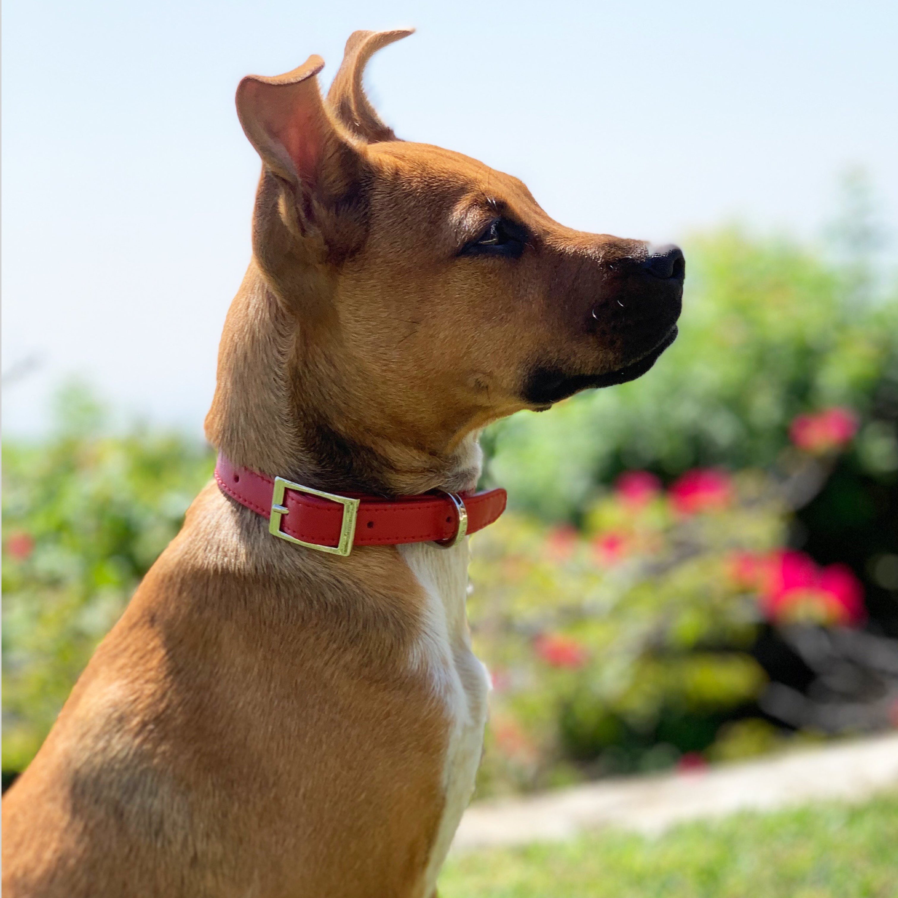 SHAYA テイラーカラー ルビー