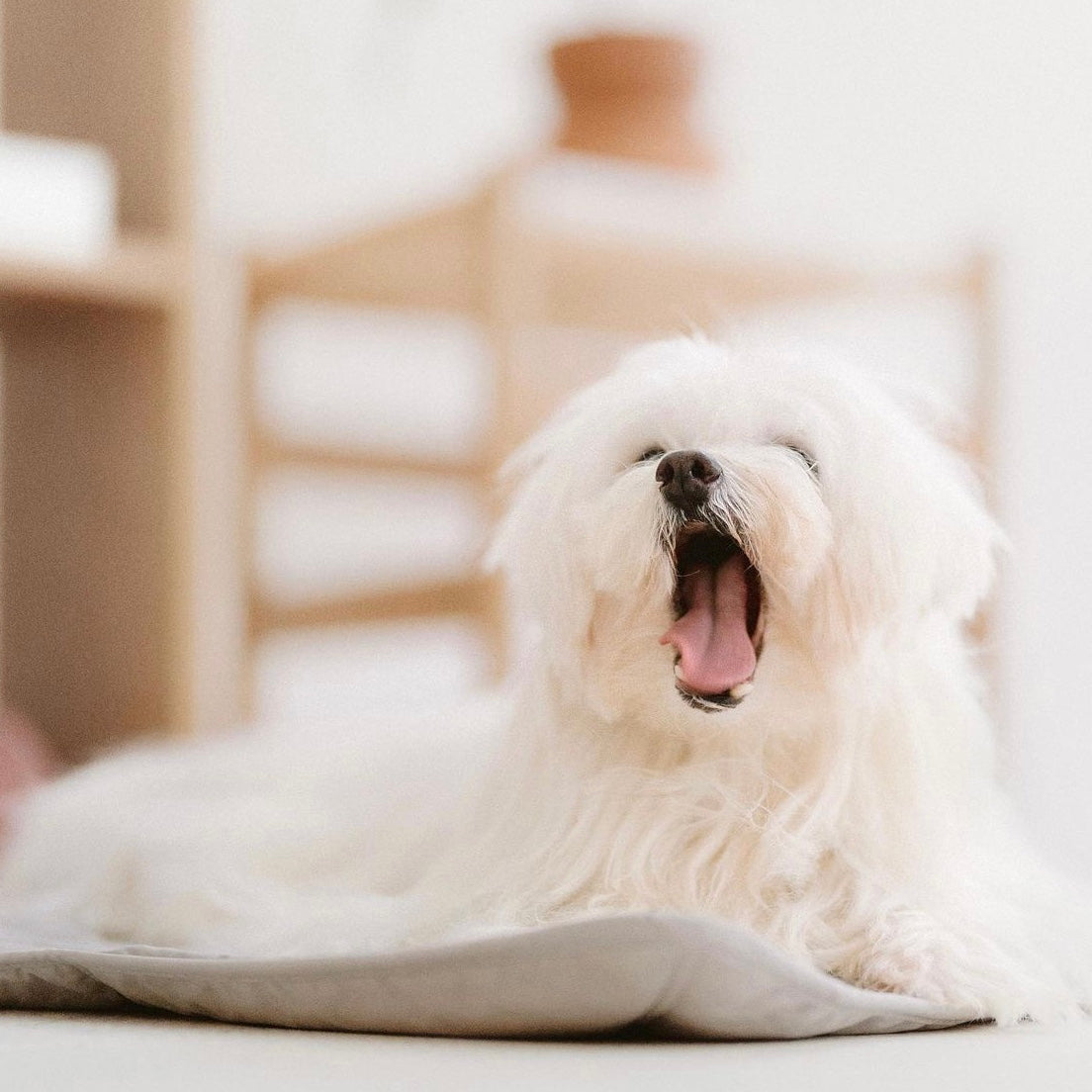 ORII ultra light city travel mat KOALA